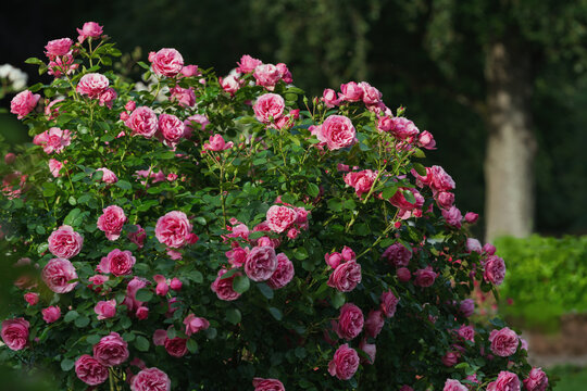 Die sch&ouml;nsten Rosen im Garten erbl&uuml;hen und machen uns Freude