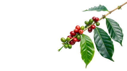 Fresh coffee branch with green leaves and red ripening berries isolated on transparent background © Olga