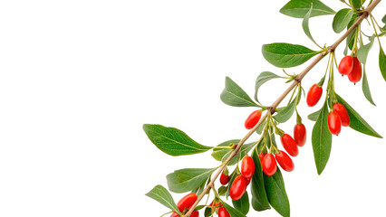 Fresh red goji berries ripening on a leafy branch isolated on transparent background © Olga