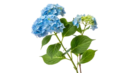 Fotobehang Hortensia Beautiful bouquet of fresh blue hydrangea flowers green leaves isolated on transparent background  © Olga