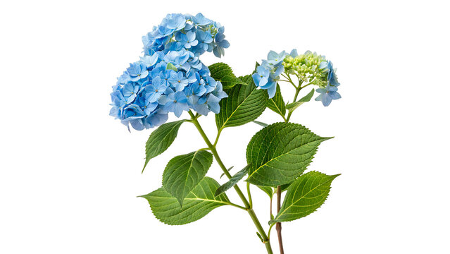 Beautiful bouquet of fresh blue hydrangea flowers green leaves isolated on transparent background