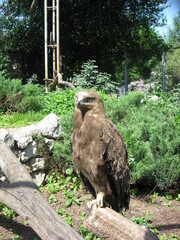 Obraz premium Eagle standing on a log in a natural green environment 