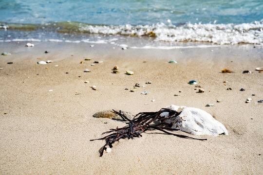 Close-up of beach finds on the danish baltic coast.
