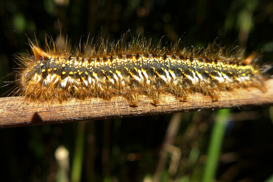 Drinker moth catapillar  Euthrix potatoria