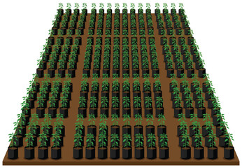 Naklejka premium Rows of hundreds of young chili plants in polybags flat vector.