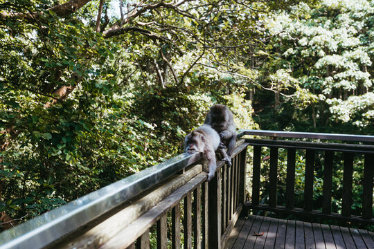 Social behavior of two Balinese macaque monkeys cleaning fur in Ubud Monkey Forest