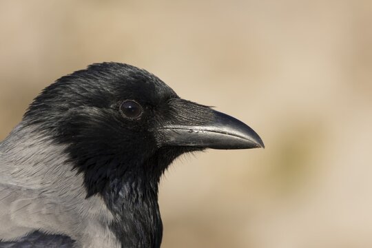 Hooded crow (Corvus cornix) adult corvid bird head portrait, Rome, Italy