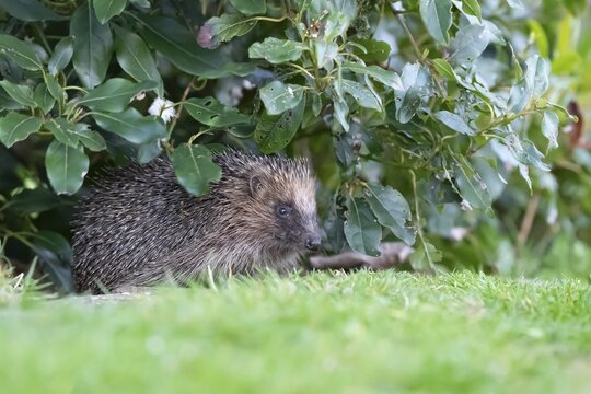 European hedgehog (Erinaceus europaeus) adult animal emerging from under a garden border in spring, England, United Kingdom