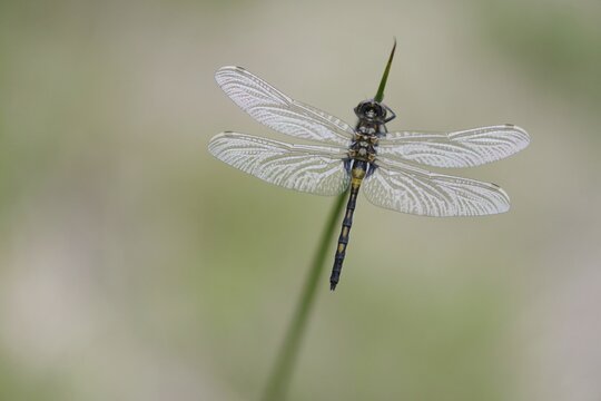 Ruby Whiteface (Leucorrhinia rubicunda) Emsland, Lower Saxony, Germany