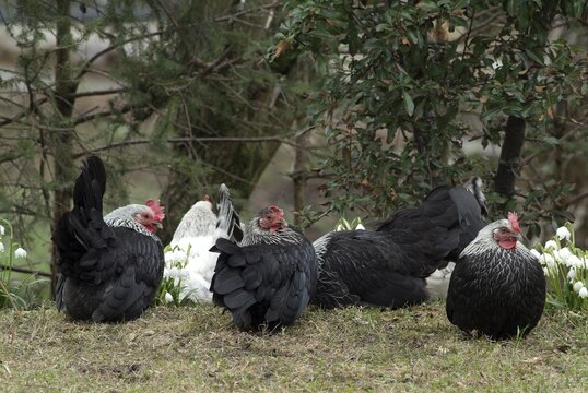 Chabos or Japanese Bantams (Gallus gallus), Schwaz, Tyrol, Austria, Europe