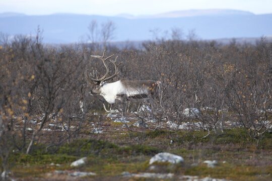 Reindeer (Rangifer tarandus) strong bull among shrub birch (Betula humilis) in autumn, Varangerhalvoya, Northern Norway, Scandinavia