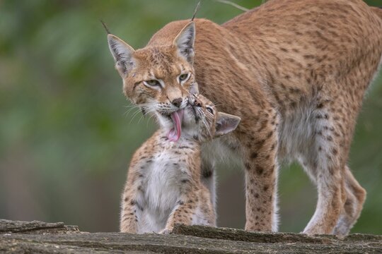 Lynx (Lynx lynx) with young, Haltern, North Rhine-Westphalia, Germany
