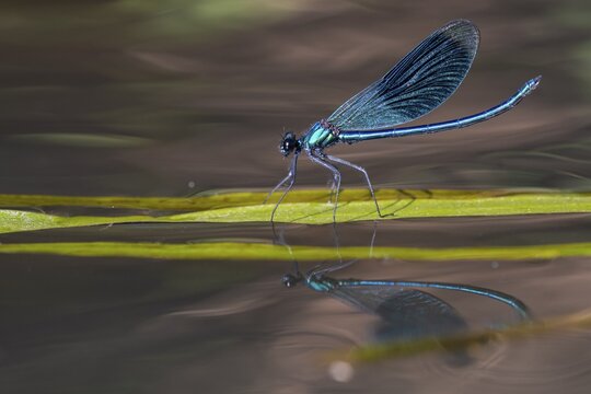 Banded demoiselle (Calopteryx splendens), Hunte, river, Oldenburg M&uuml;nsterland, Goldenstedt, Lower Saxony, Deutschland