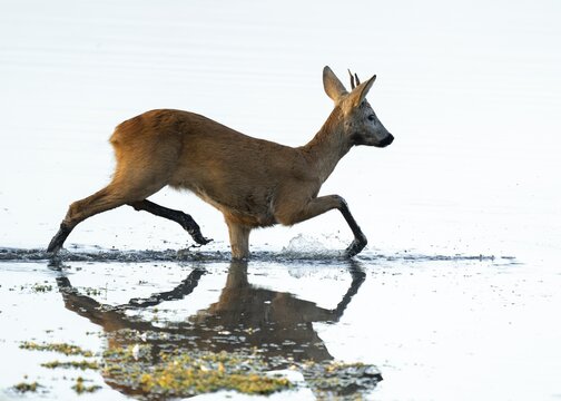 Roe deer (Capreolus capreolus), young roe buck running through the shallow water zone of a lake, warm morning light, wildlife, Lower Saxony, Germany