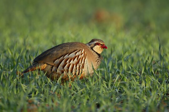 Red legged or French partridge (Alectoris rufa) adult bird in a farmland cereal field, England, United Kingdom