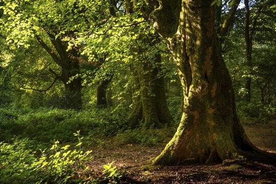 Forest landscape. Beech trees in a forest in Cornwall. Moss on the trunks. Sunshine. Cornwall, England, Great Britain