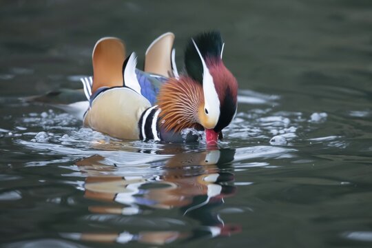 Mandarin duck (Aix galericulata) adult male bird displaying on a lake, England, United Kingdom