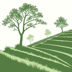 Of green terraced fields on a hillside with several trees and lush vegetation under a clear white sky in a rural landscape © shahin10
