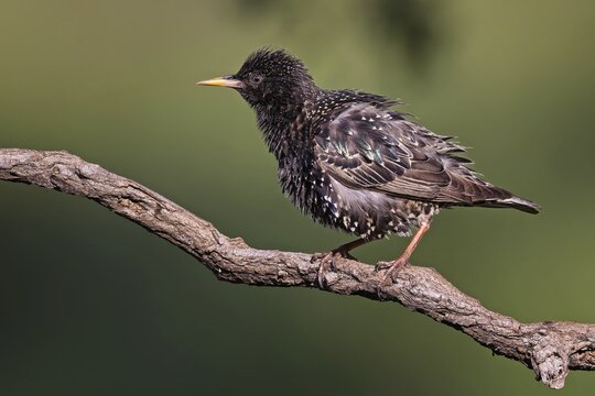 Starling (Sturnus vulgaris) Common starling, on branch during plumage care, breeding bird, breeding plumage, Middle Elbe Biosphere Reserve, Saxony-Anhalt, Germany