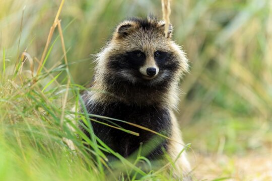 A raccoon dog sitting upright in the grass, keeping an eye on its surroundings, raccoon dog, (Nyctereutes procyonoides), wildlife, Western Pomerania Lagoon Area National Park, Zingst, Mecklenburg-Western Pomerania, Germany