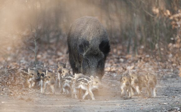 Wild boar, wild boar (Sus scrofa), a wild boar with young boars running along a forest path, Germany