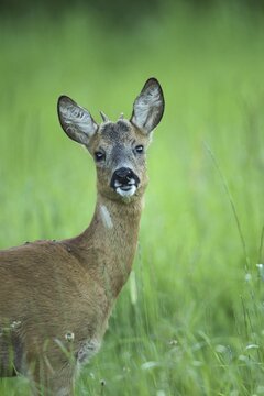 European roe deer (Capreolus capreolus) one-year-old buck in summer coat and short spike antlers, so-called button buck, Allg&auml;u, Bavaria, Germany