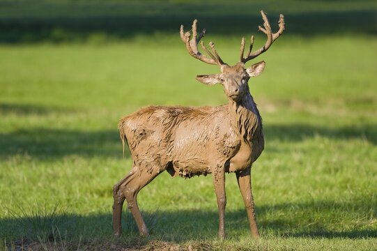 Red Deer (Cervus elaphus) covered with mud, exiting a muddy pool, captive, Bavaria, Germany