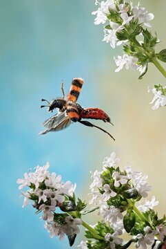 Bee beetle (Trichodes apiarius) beetle, thyme (Thymus sp.), Saxony-Anhalt, Germany