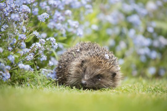 European hedgehog (Erinaceus europaeus) adult animal on a garden grass lawn by a flower border filled with Forget-me-not flowers in springtime, Suffolk, England, United Kingdom