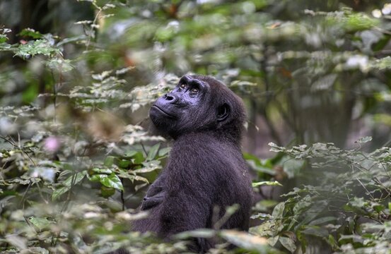 Western lowland gorilla (Gorilla gorilla gorilla), female, Loango National Park, Parc National de Loango, Ogoou&eacute;-Maritime Province, Gabon