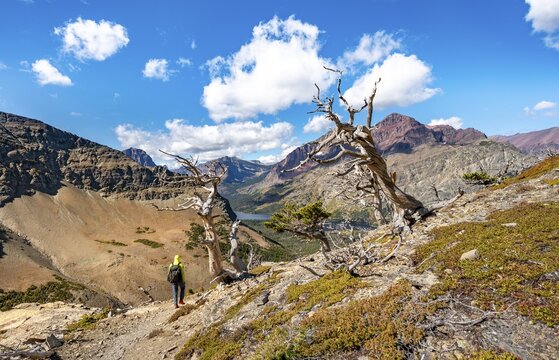 Hiker between dead trees, hiking trail to Scenic Point, view of Two Medicine Lake, mountain peaks Rising Wolf Mountain and Sinopah Mountain, Glacier National Park, Montana, USA