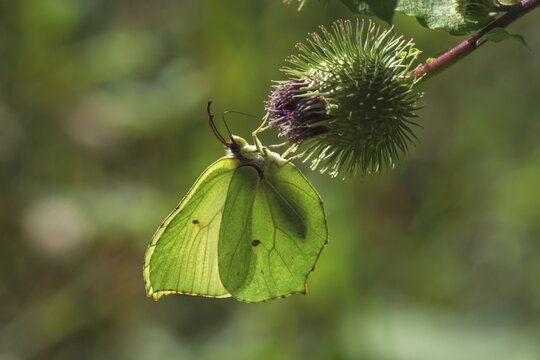 Light green butterfly, lemon butterfly (Gonepteryx rhamni) on fruit of Greater burdock in backlight, Baden-W&uuml;rttemberg, Germany