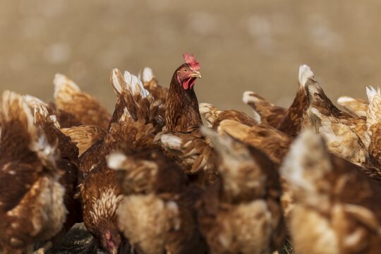Brown hens on a natural meadow, alive and in motion, domestic chicken, Rhineland-Palatinate, Germany
