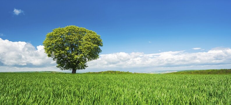 Large solitary horse chestnut (Aesculus) on a green field in spring, blue sky with clouds, Burgenlandkreis, Saxony-Anhalt, Germany