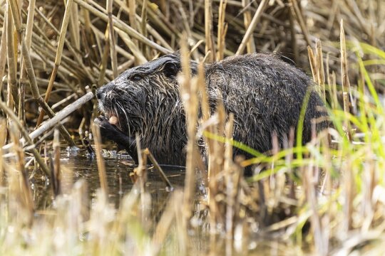 Nutria (Myocastor coypus), beaver rat, foraging in reeds, wildlife, Germany