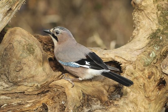 Eurasian jay (Garrulus glandarius) at winter feeding in the forest, Allg&auml;u, Bavaria, Germany, Allg&auml;u, Bavaria, Germany