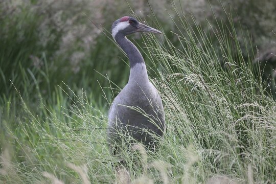 European crane (Grus grus), Mecklenburg-Western Pomerania, Germany