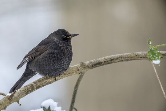 It is difficult to determine the sex of this blackbird (Turdus merula), because of the orange on the beak I suspect a male, winter, snow, cold, December, Germany