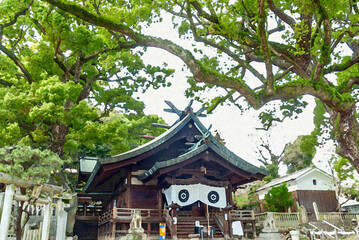 Fototapeta premium 巨木に包まれた荘厳な神社の社殿と境内の水彩画風イラスト/Watercolor-style Illustration of a Majestic Shrine Shrineroom and Grounds Enclosed by Huge Trees