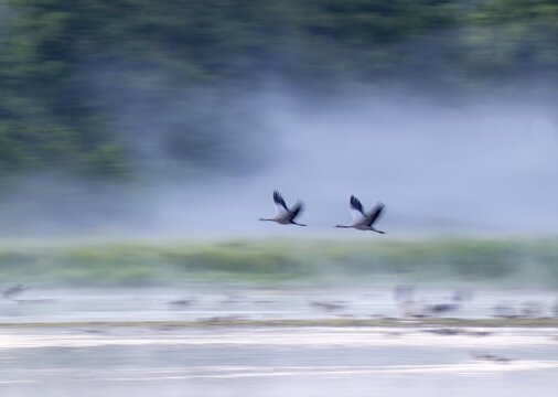 Cranes (Grus grus) in flight over a lake, morning fog, motion blur, long time exposure, pull-along, wiping effect, Lower Saxony, Germany