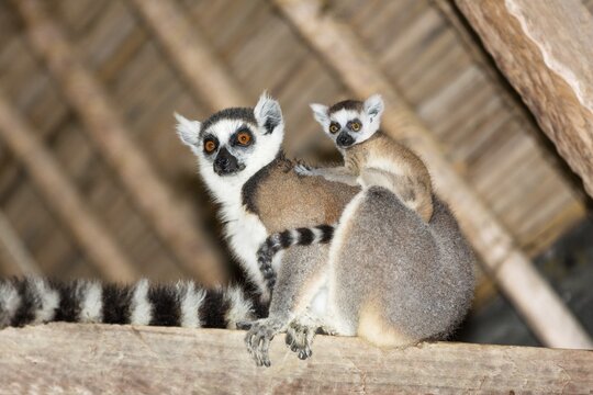 Ring-tailed lemur (Lemur catta), with animal baby, Nahampoana Reserve, South Madagascar, Madagascar