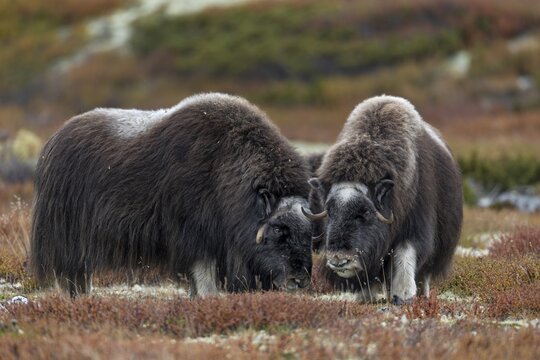 While the forehead plate of the musk ox bulls (Ovibos moschatus) is clearly visible, that of the females is covered with fur, autumn, autumn landscape, Ruska, Tundra landscape, September, Norway
