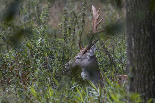 The natural forest meadow offers the fallow deer (Dama dama) good cover, abnormal, Feistzeit, Germany