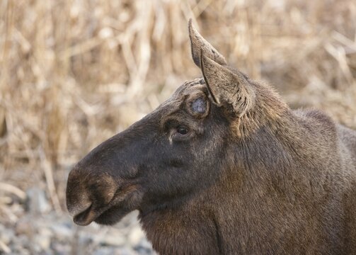 European elk (Alces alces), shortly after losing the antlers, captive, Bavaria, Germany