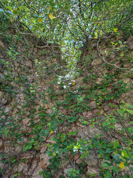 Dense green ivy spreads across an old stone surface creating a natural pattern in sunlight during daytime
