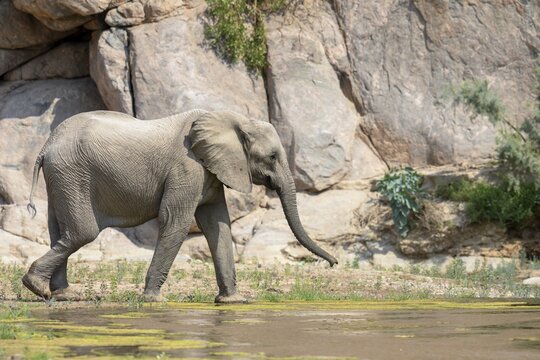 Desert elephant (Loxodonta africana) in the Hoarusib dry river, Kaokoveld, Kunene region, Namibia