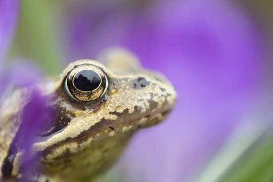 Common frog (Rana temporaria) adult amphibian amongst garden crocus flowers in spring, Suffolk, England, United Kingdom
