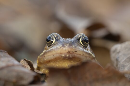 Common frog (Rana temporaria) adult amphibian amongst fallen autumn leaves in a garden, Suffolk, England, United Kingdom