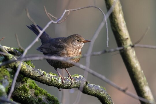 Blackbird (Turdus merula) on a branch, wildlife, Germany
