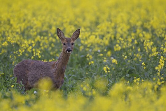 Roe deer (Capreolus capreolus) adult female doe animal standing in a yellow flowering farmland oilseed rape field in summer, Suffolk, England, United Kingdom